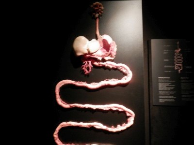 body-worlds01