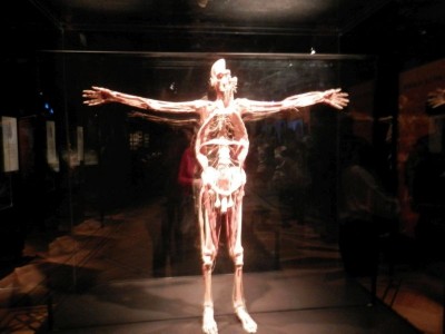 body-worlds04